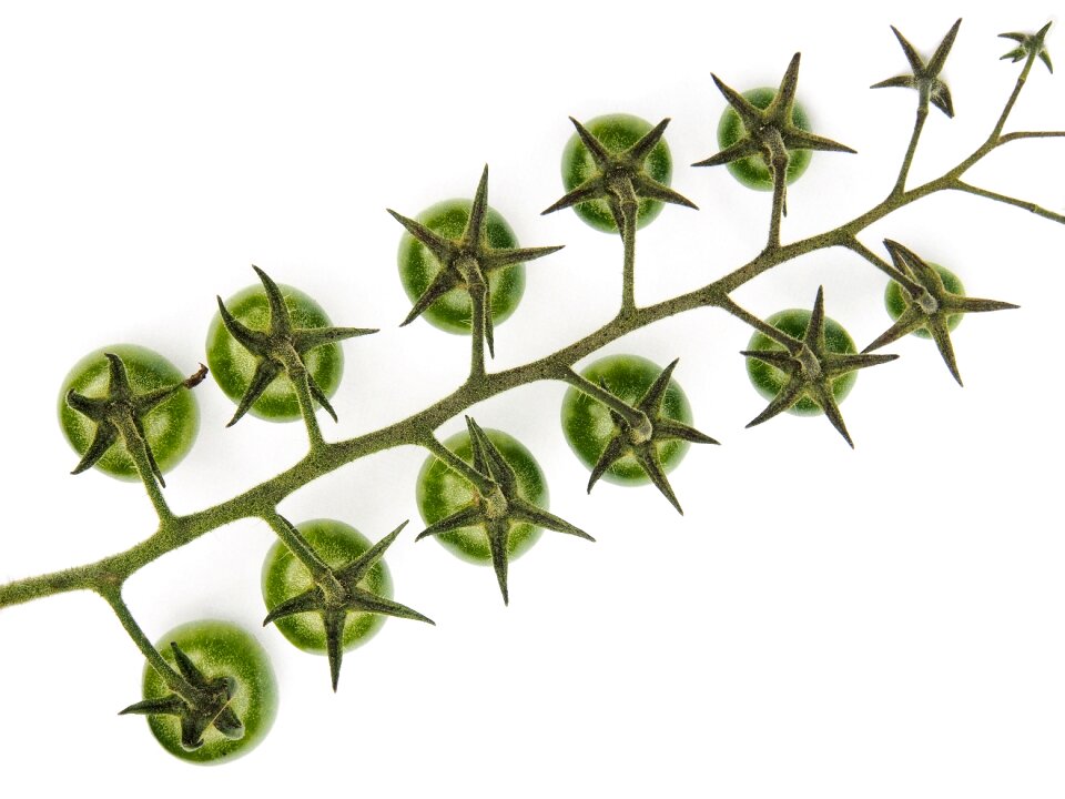 Crop bunch immature