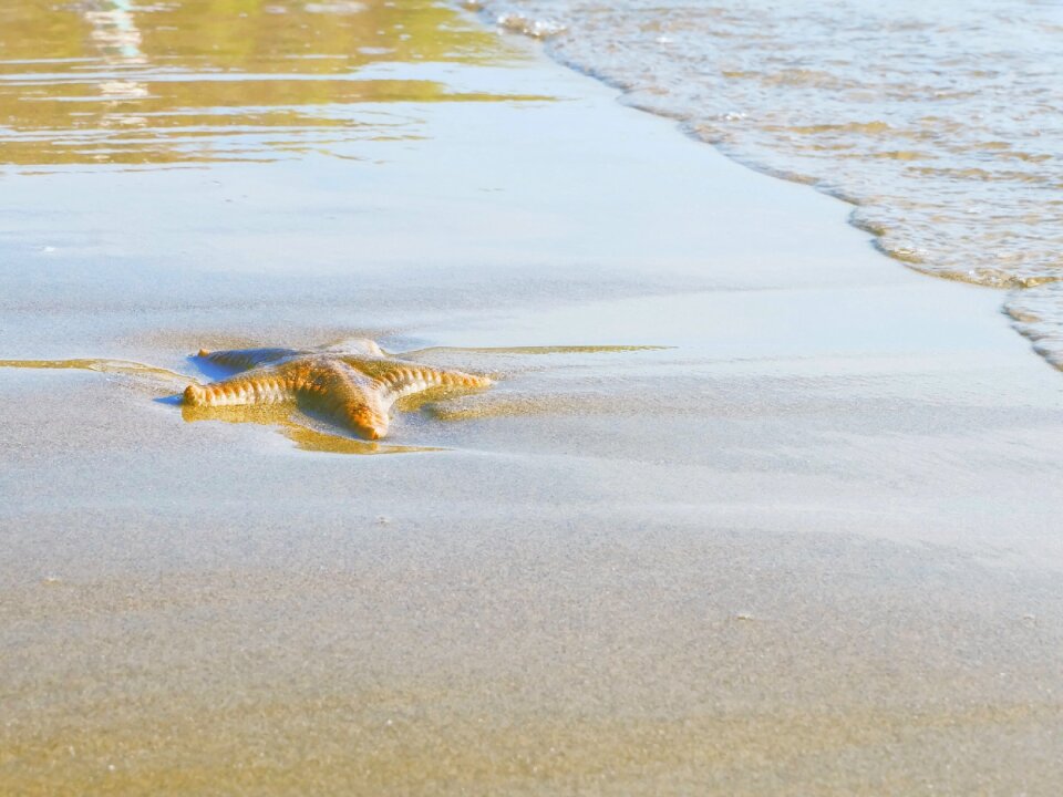 Starfish vietnam vung tau