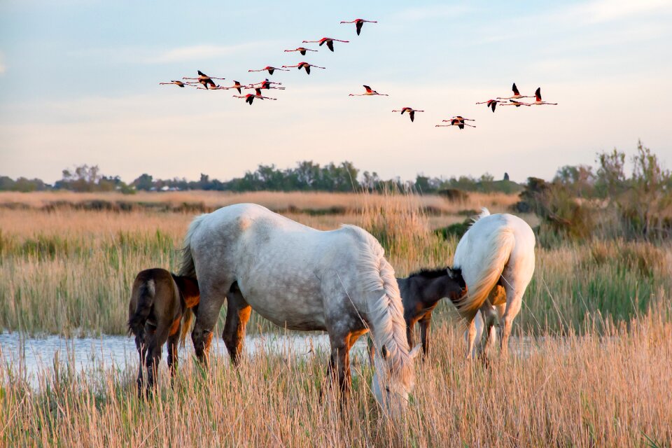 Nature horses white horse