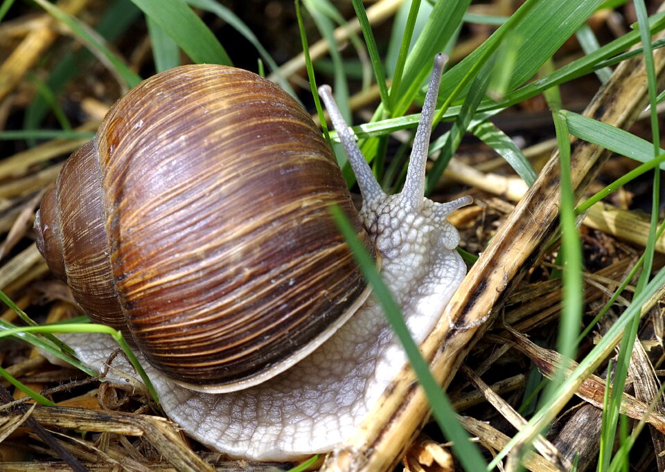 Meadow natural seashell