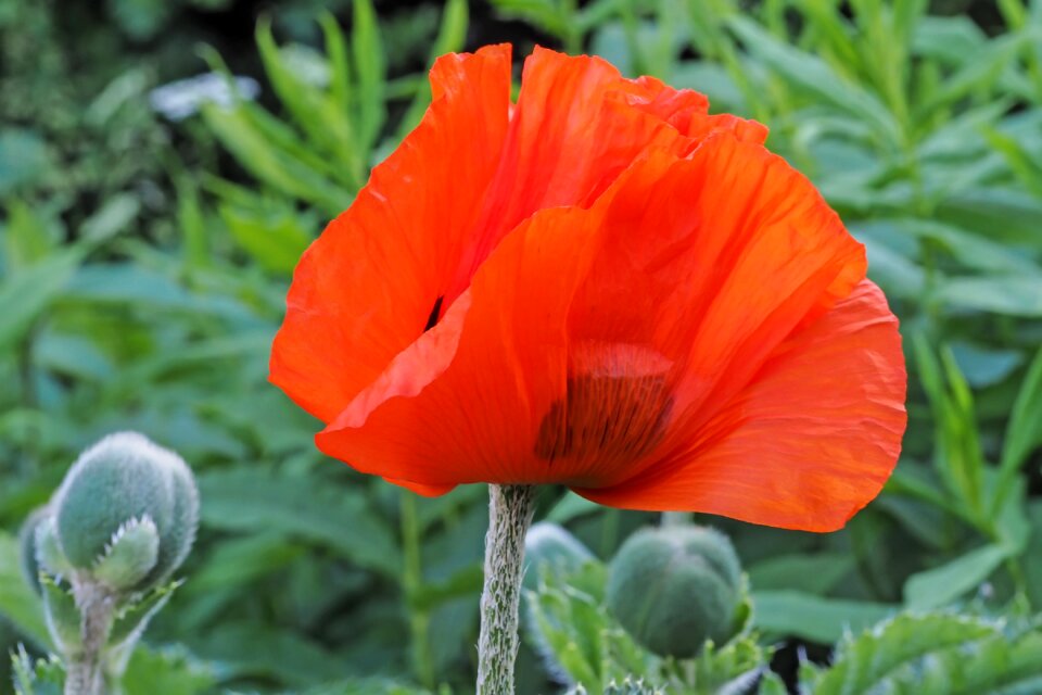 Poppy flower flower red