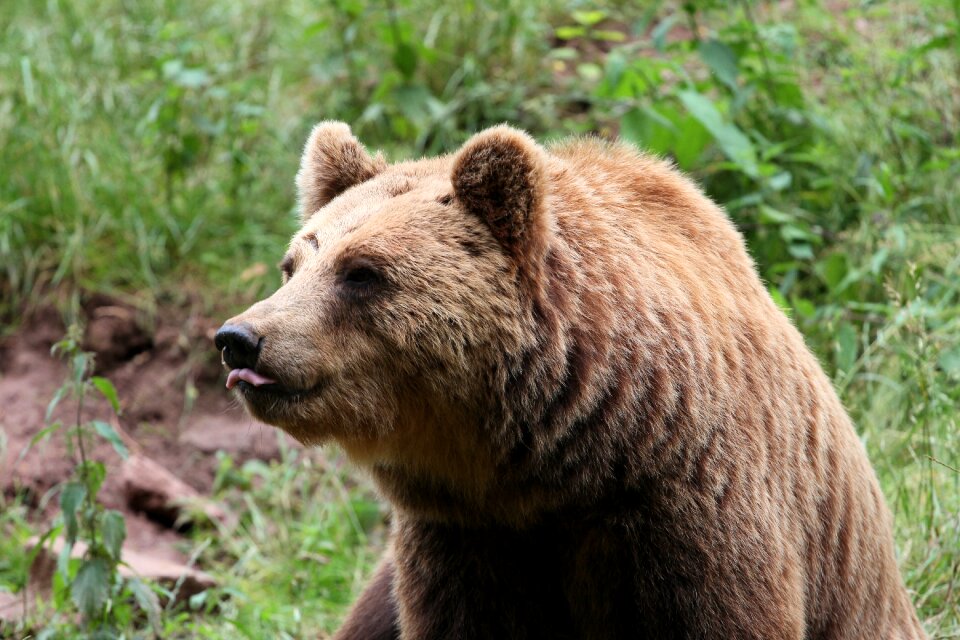 Animals nature teddy