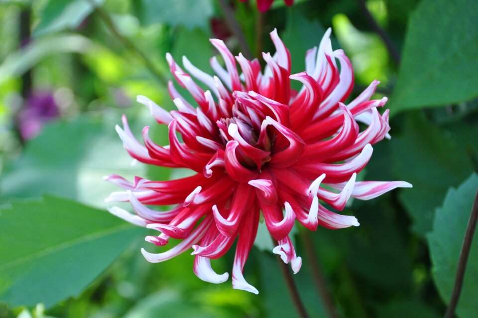 Garden nature flower