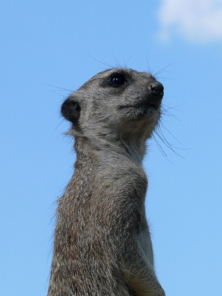 Head view sky