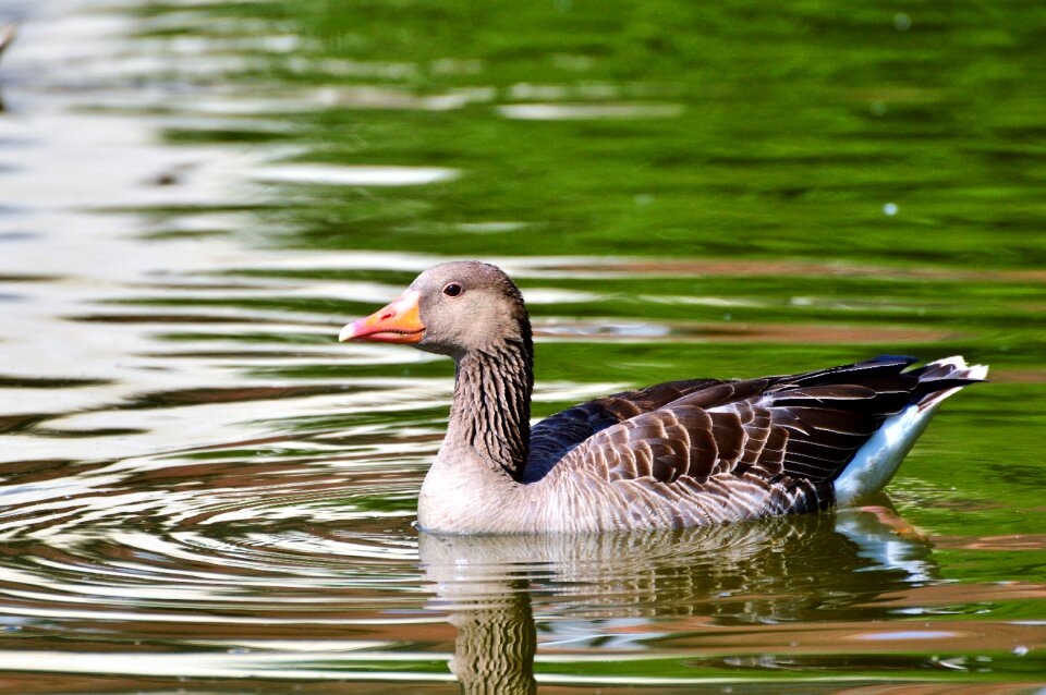 Water bird poultry swim