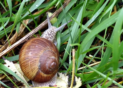French seashell edible