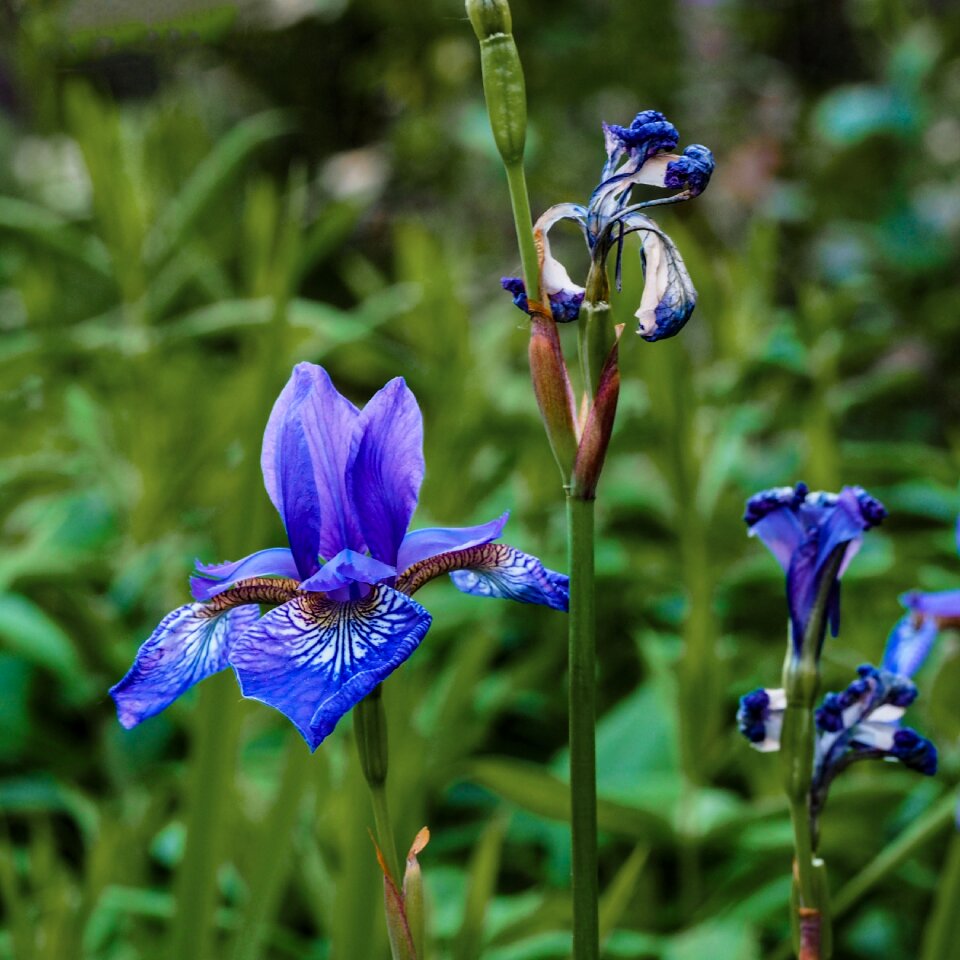 Blue transience bloom