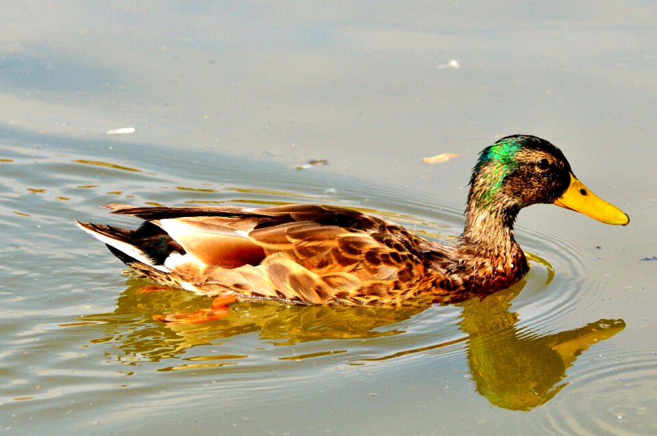 Bird poultry animal photo