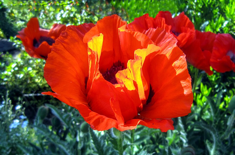 Klatschmohn nature morning sun