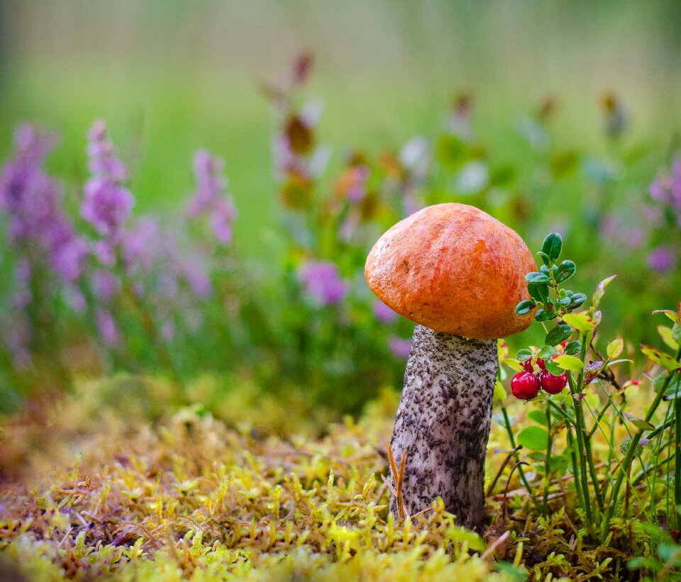 Forest litter autumn
