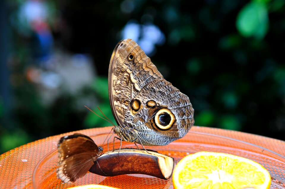 Butterfly wing nature