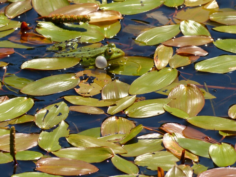 Frog frog pond pond