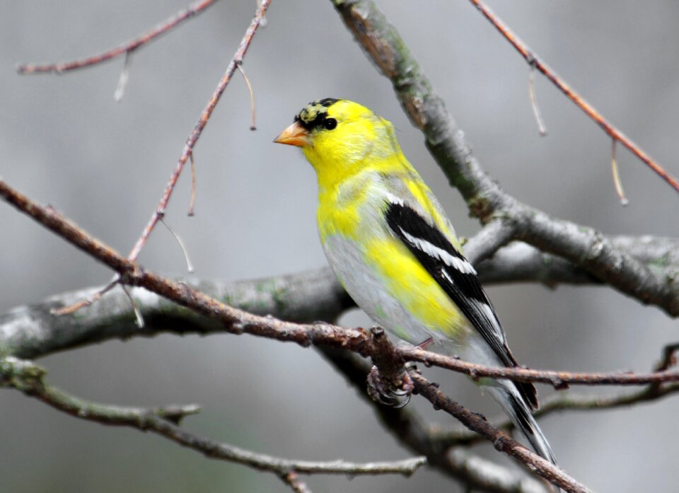 Animal wildlife yellow