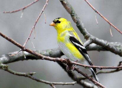 Animal wildlife yellow
