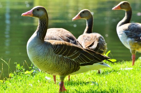 Poultry water bird bird photo