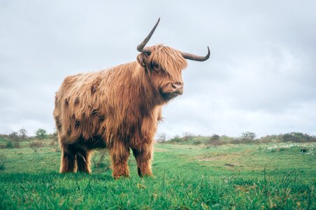 Cattle countryside animal