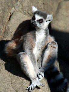 Lemur zoo animal