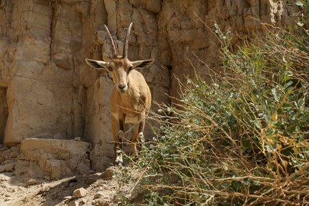 Wild mountains nature photo