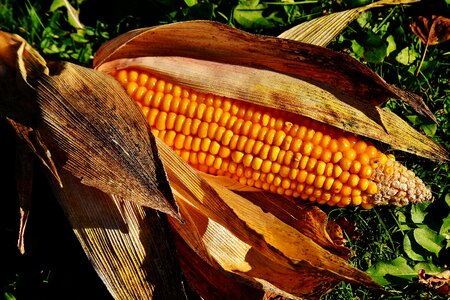 Corn on the cob plant summer
