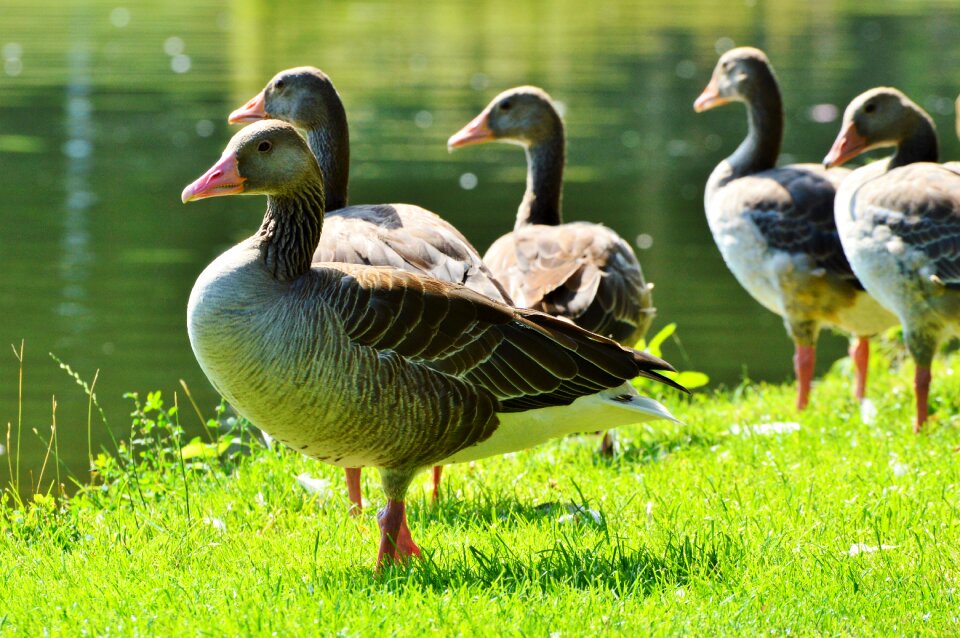 Water bird poultry swim