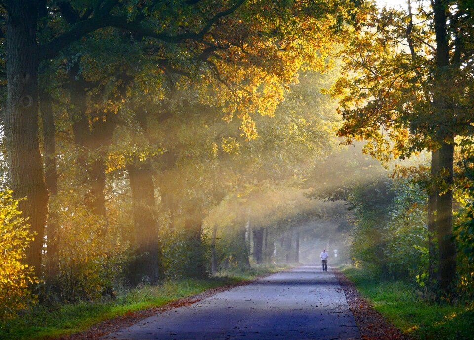 Oak forest path haze
