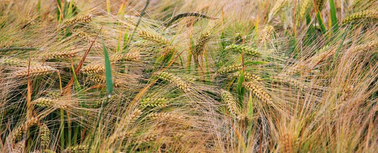 Grain spike cornfield photo