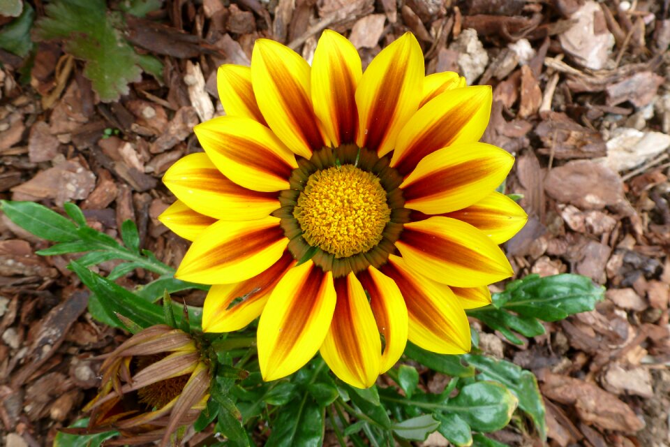 Yellow flowers petal floral