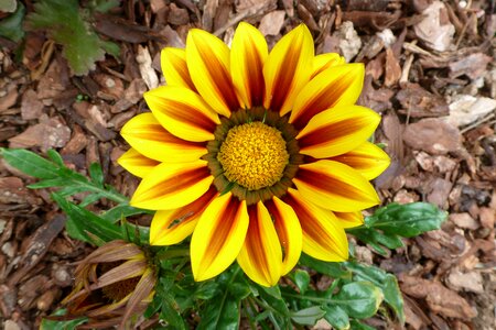 Yellow flowers petal floral photo