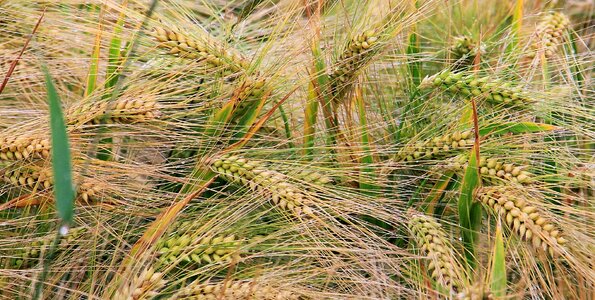 Grain spike cornfield photo