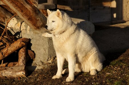 Husky dog nature
