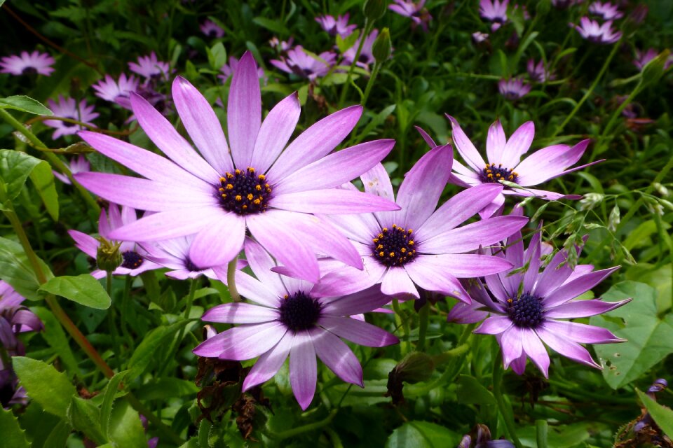 Plant petal african daisy