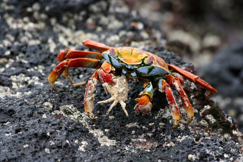 Lightfoot crab galapagos