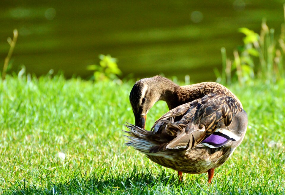 Bird poultry animal photo