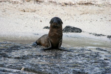 Sealion baby galapagos