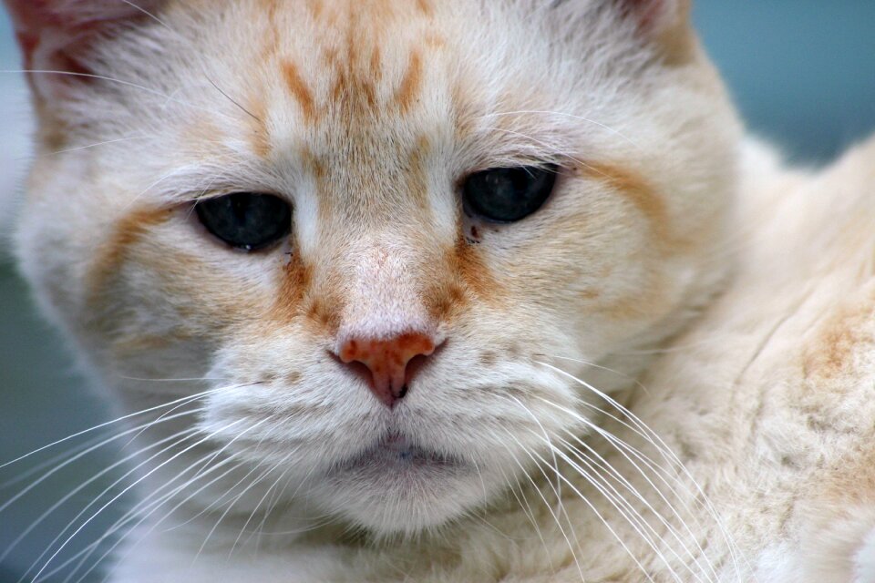 Feline tabby rescue