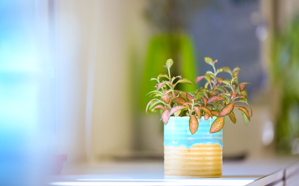 Potted plants window sill desk photo