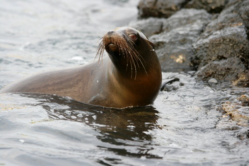 Sealion galapagos whiskers