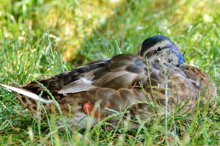 Bird poultry animal photo