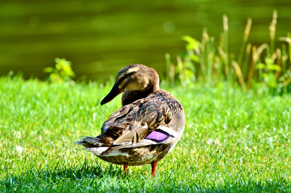 Bird poultry animal
