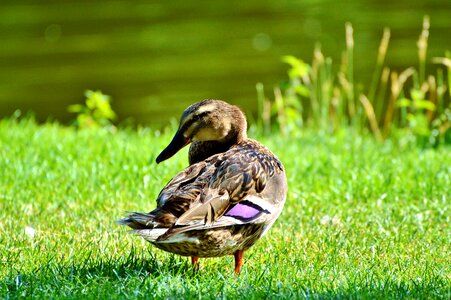 Bird poultry animal photo