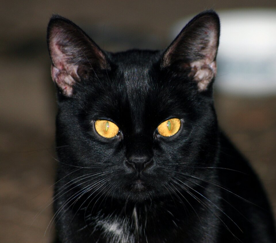 Domestic pet crature