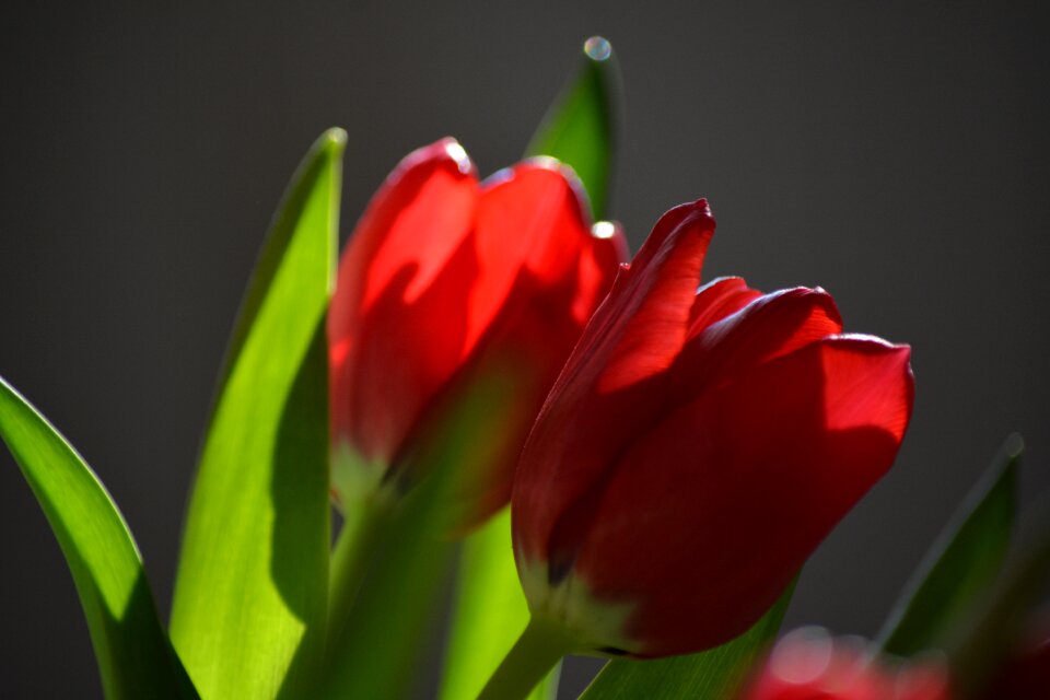 Nature flower backlighting