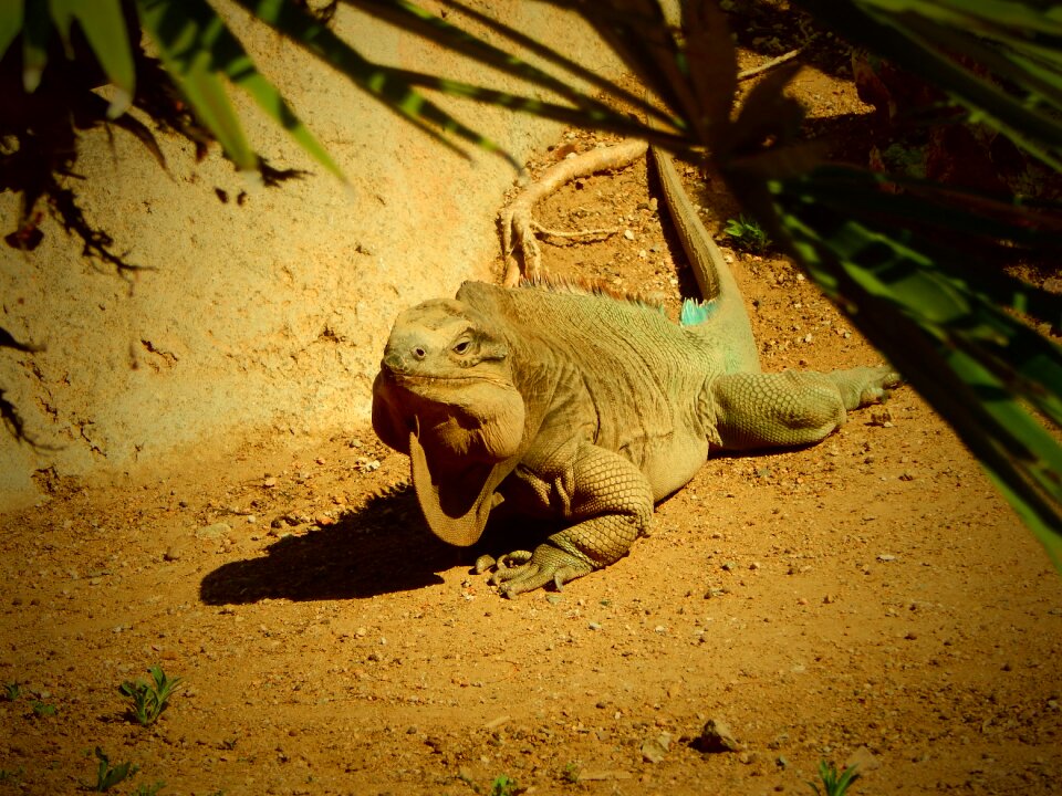Animal wildlife reptile