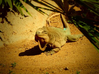 Animal wildlife reptile