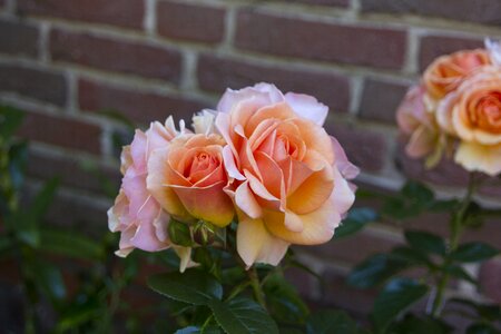 Bloom nature rose blooms