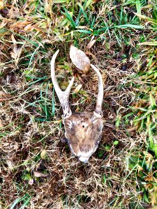 Deer Antlers, Hayesville, NC 