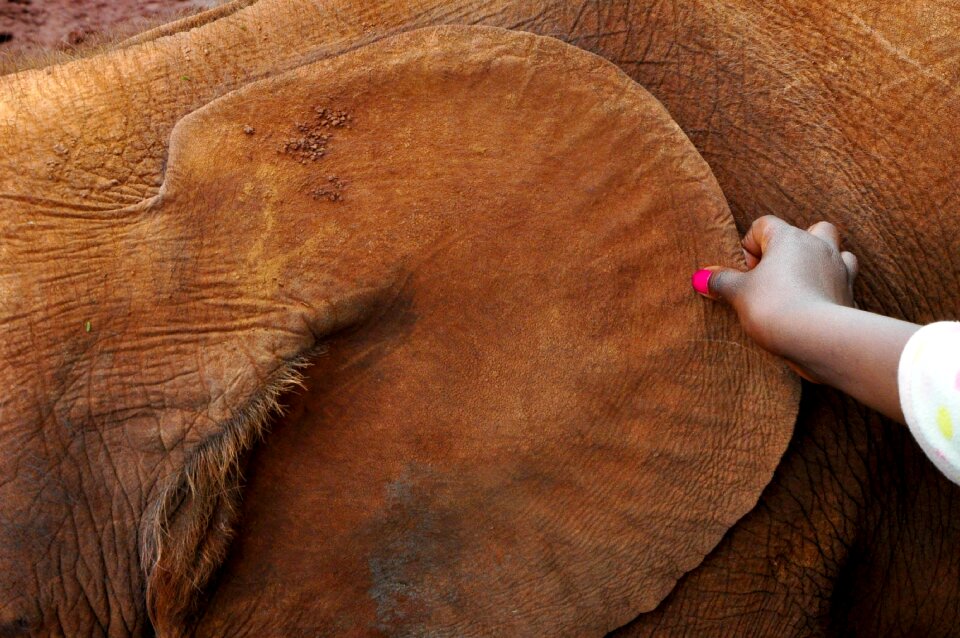 African bush elephant animal young elephant