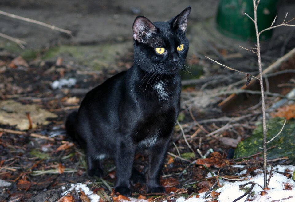 Stray outside young