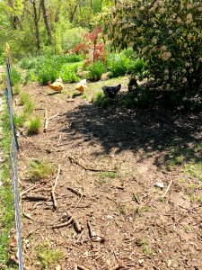 Chickens, Avon Fields Lane, North Avondale, Cincinnati, OH… 