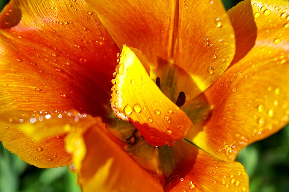 Spring flowers spring flower